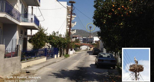 Ήρθε ο πρώτος πελαργός