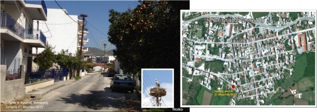 Φιλιππιάδα Πρέβεζα - Πελαργός