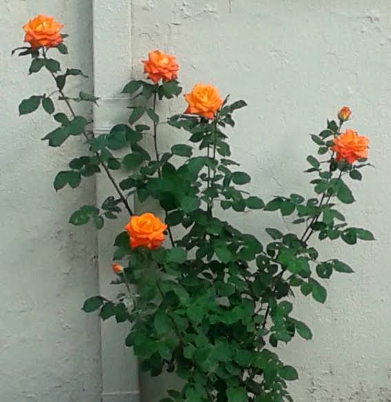 roses